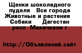 Щенки шоколадного пуделя - Все города Животные и растения » Собаки   . Дагестан респ.,Махачкала г.